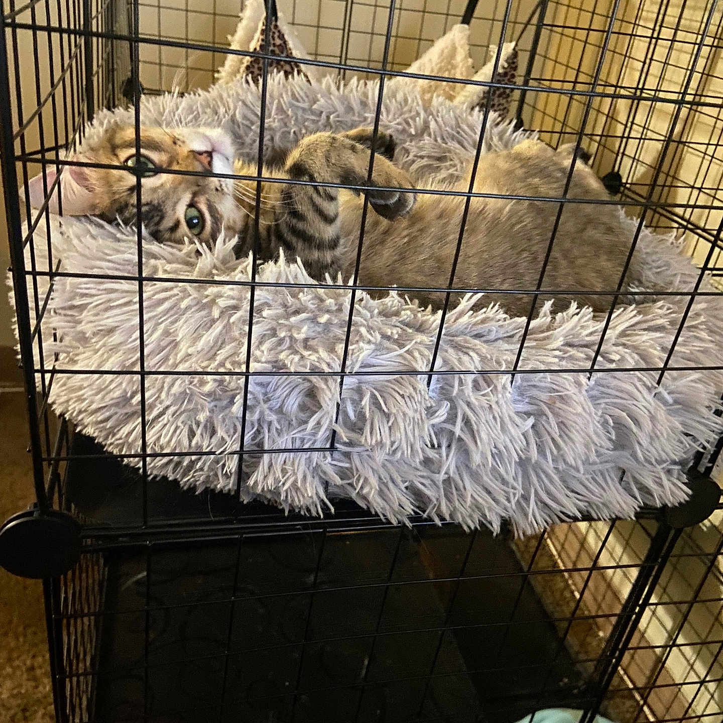 Rocky is registered to the contest to win money with this photo: animal, bed, cage, cat, comfort, cozy, cute, eyes, feline, fluffy, fur, home, indoor, looking, paws, pet, relaxed, resting, soft, tabby