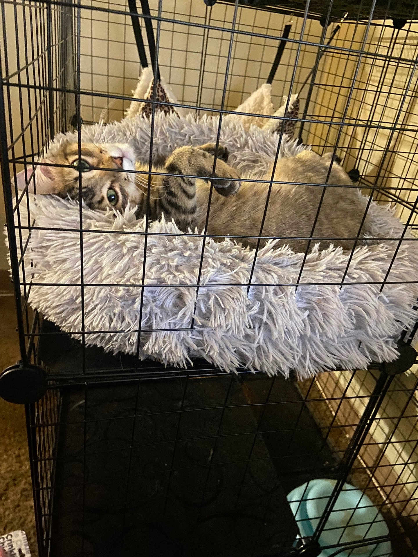 Rocky is registered to the contest to win money with this photo: cat, tabby, pet, cage, bed, fluffy, resting, indoor, feline, animal, fur, cute, relaxed, cozy, looking, eyes, paws, soft, home, comfort