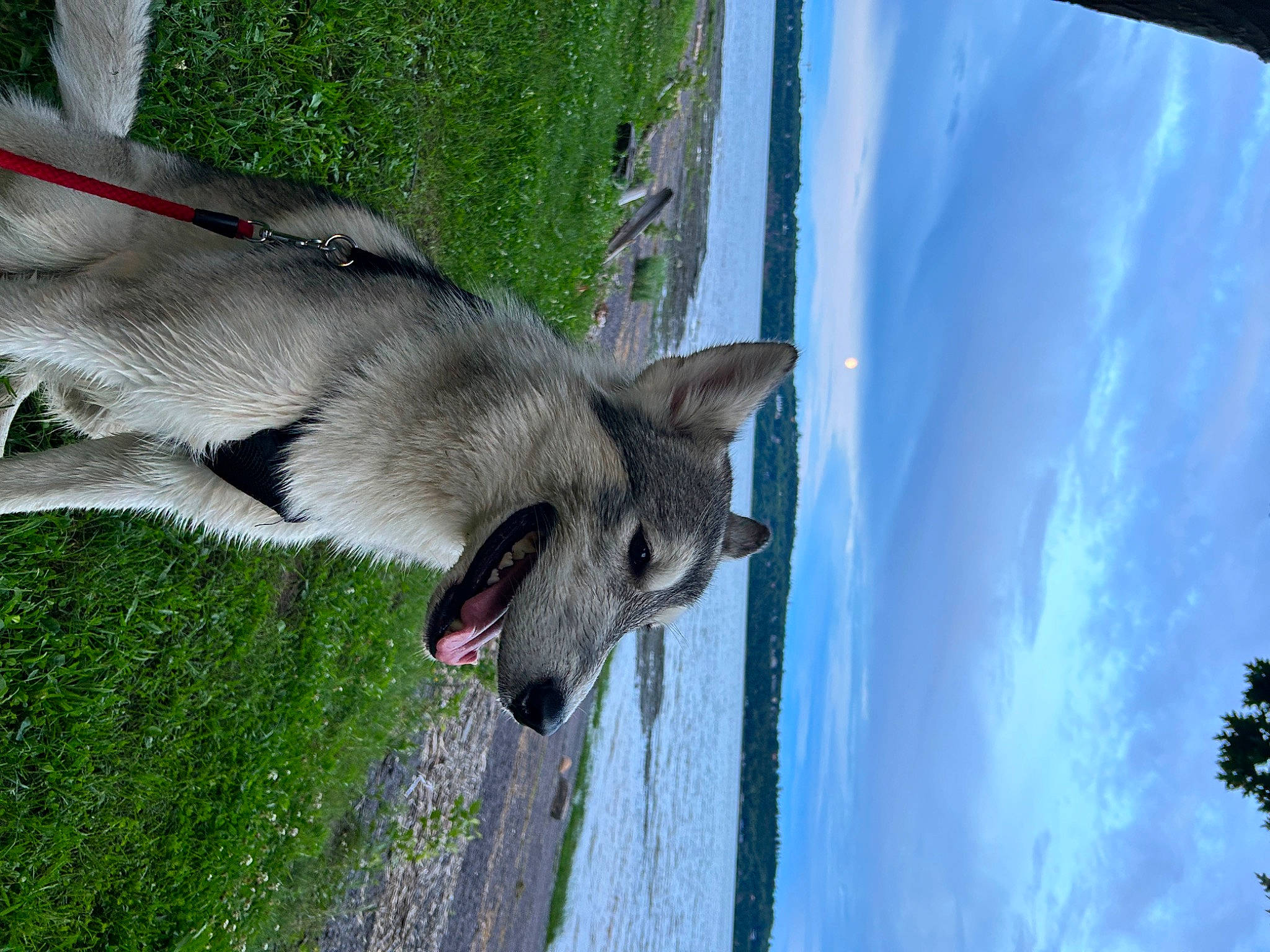 Axel a rejoint le concours — aidez-le/la à gagner de superbes lots ! canidae, carnivore, cloud, collar, cumulus, dog, dog_breed, fawn, fur, grass, plant, sky, snout, sporting_group, tail, tree, water, wildlife, wing, working_animal