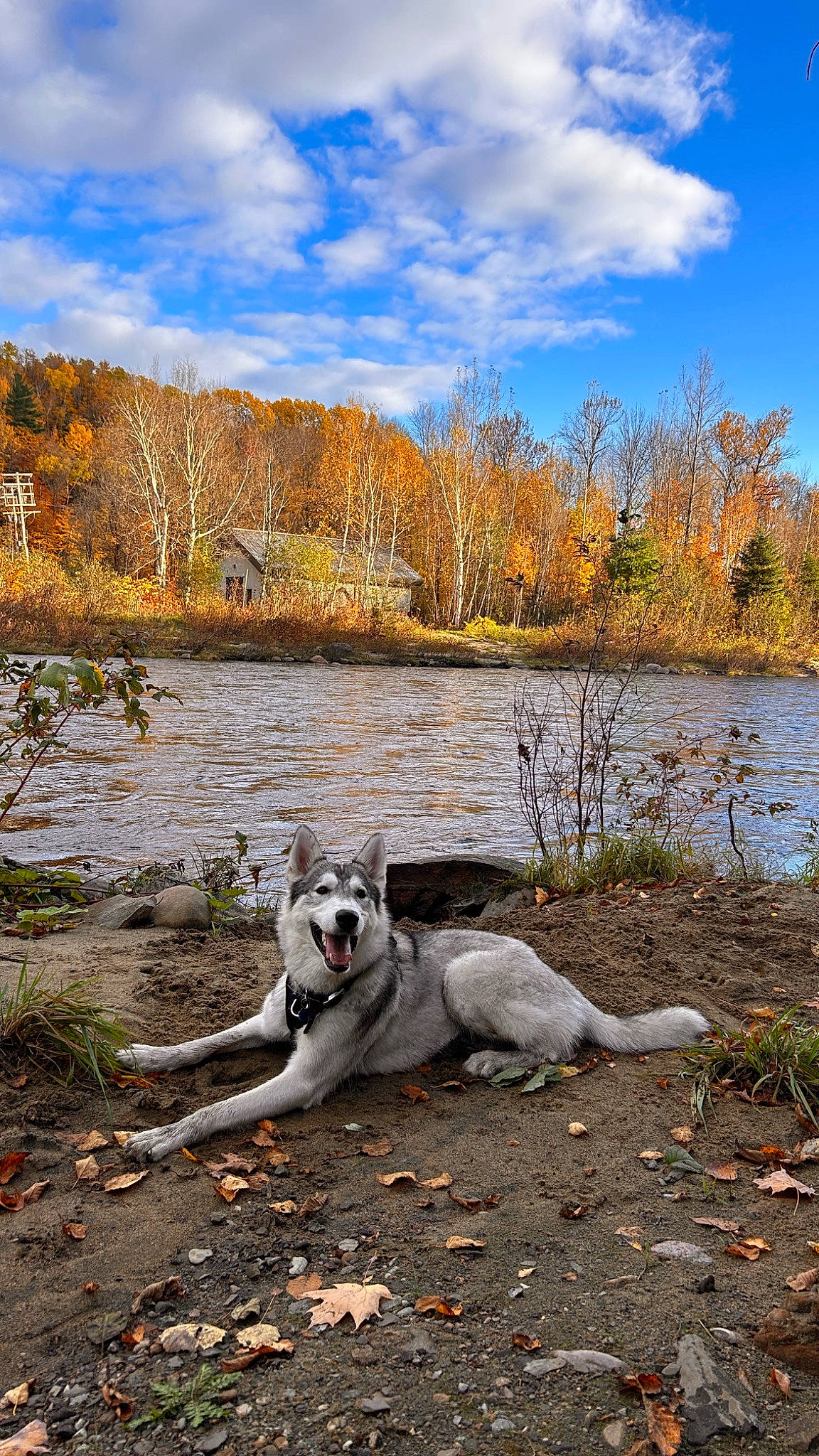 Axel a rejoint le concours — aidez-le/la à gagner de superbes lots ! carnivore, cloud, companion_dog, dog, dog_breed, forest, grass, horizon, lacustrine_plain, lake, landscape, natural_landscape, plant, reservoir, sky, tree, water, wetland, wildlife, wood