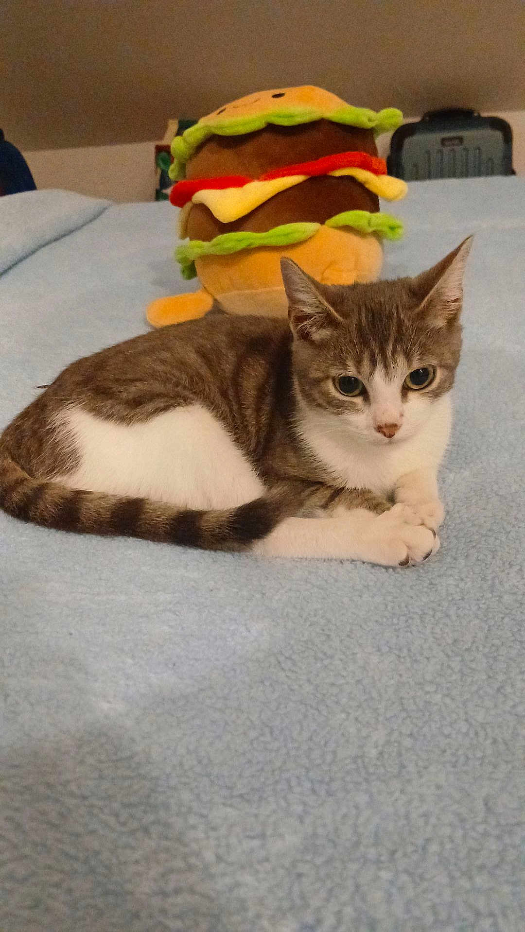 Aïdenn a rejoint le concours — aidez-le/la à gagner de superbes lots ! cat, tabby, white, plush_toy, hamburger_toy, blanket, indoor, cozy, soft, cute, pet, feline, resting, lying_down, animal, domestic_animal, fur, ears, tail, toy