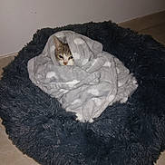 Aïdenn participe au concours pour gagner de l'argent avec cette photo : cat, blanket, pet_bed, cozy, fur, indoor, floor, tile, animal, resting, cute, snug, gray, soft, warm, domestic, feline, peeking, comfort, relaxed
