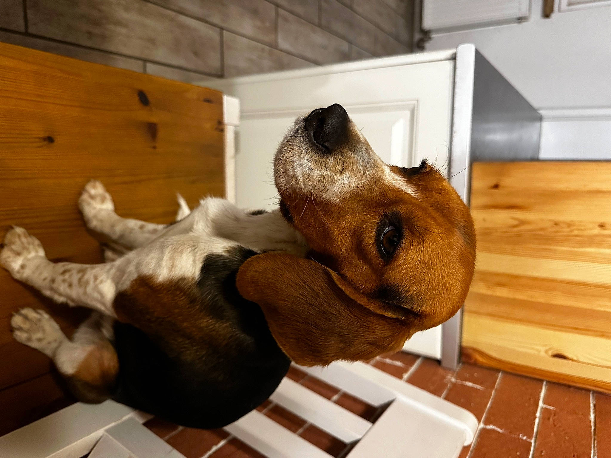 Thalys participe au concours pour gagner de l'argent avec cette photo : canidae, carnivore, comfort, companion_dog, dog, dog_breed, fawn, flooring, fur, hardwood, liver, room, snout, sporting_group, terrestrial_animal, toy, varnish, wood, wood_stain, working_animal