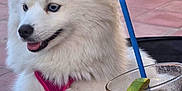 Hela a rejoint le concours — aidez-le/la à gagner de superbes lots ! animal, beverage, blue_eyes, canine, cocktail, cute, dog, drink, fluffy, glass, happy, lime, outdoor, patio, pet, pink_harness, refreshing, straw, summer, white_dog