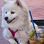 animal, beverage, blue_eyes, canine, cocktail, cute, dog, drink, fluffy, glass, happy, lime, outdoor, patio, pet, pink_harness, refreshing, straw, summer, white_dog