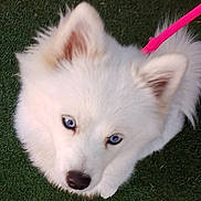 Hela a rejoint le concours — aidez-le/la à gagner de superbes lots ! adorable, animal, blue_eyes, canine, close_up, cute, dog, domestic_animal, fluffy, fur, grass, leash, looking_up, outdoor, pet, pink_leash, playful, puppy, white_fur, young_dog