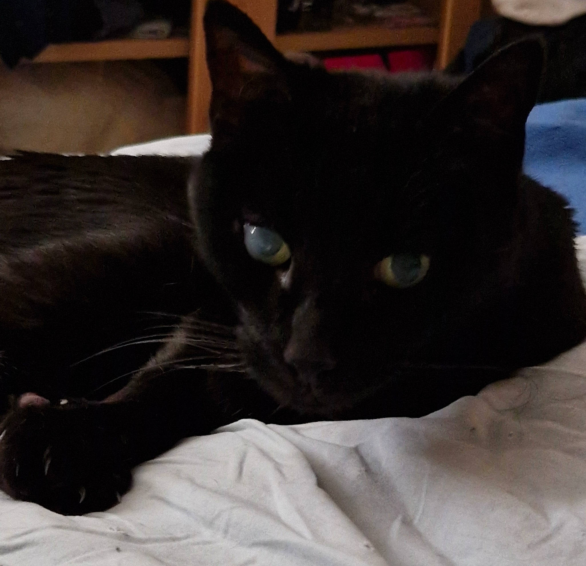 Proz participe au concours pour gagner de l'argent avec cette photo : black_cat, bombay, carnivore, cat, claw, comfort, domestic_short_haired_cat, eye, felidae, fur, grey, havana_brown, small_to_medium_sized_cats, snout, tail, terrestrial_animal, whiskers