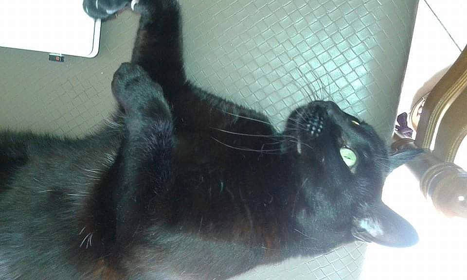 Proz participe au concours pour gagner de l'argent avec cette photo : black_cat, bombay, canidae, carnivore, claw, comfort, companion_dog, dog_breed, ear, felidae, fur, paw, pet_supply, small_to_medium_sized_cats, snout, sporting_group, tail, terrestrial_animal, vertebrate, whiskers