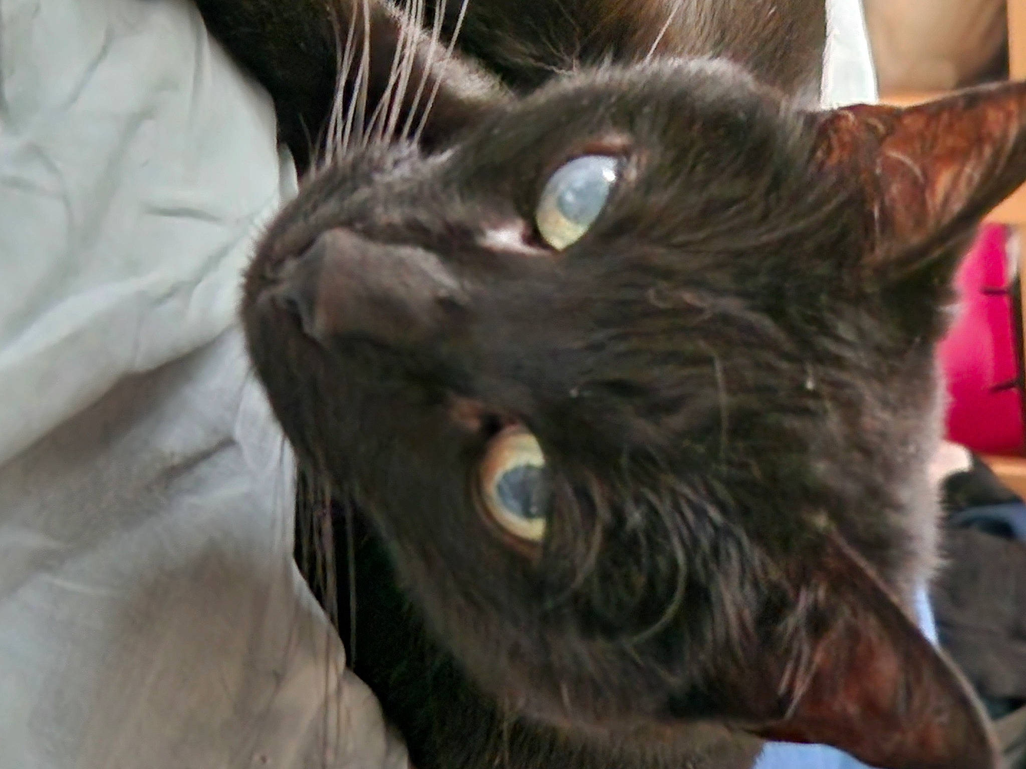 Proz a rejoint le concours — aidez-le/la à gagner de superbes lots ! black_cat, carnivore, cat, domestic_short_haired_cat, ear, felidae, fur, havana_brown, iris, small_to_medium_sized_cats, snout, terrestrial_animal, whiskers