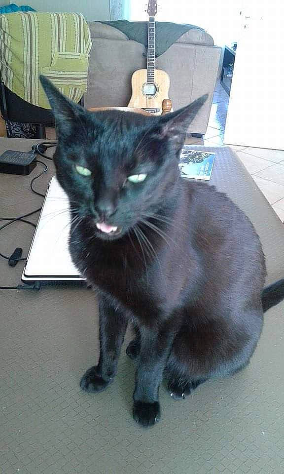 Proz a rejoint le concours — aidez-le/la à gagner de superbes lots ! black_cat, bombay, carnivore, cat, claw, comfort, computer_keyboard, domestic_short_haired_cat, felidae, fur, small_to_medium_sized_cats, tail, terrestrial_animal, whiskers