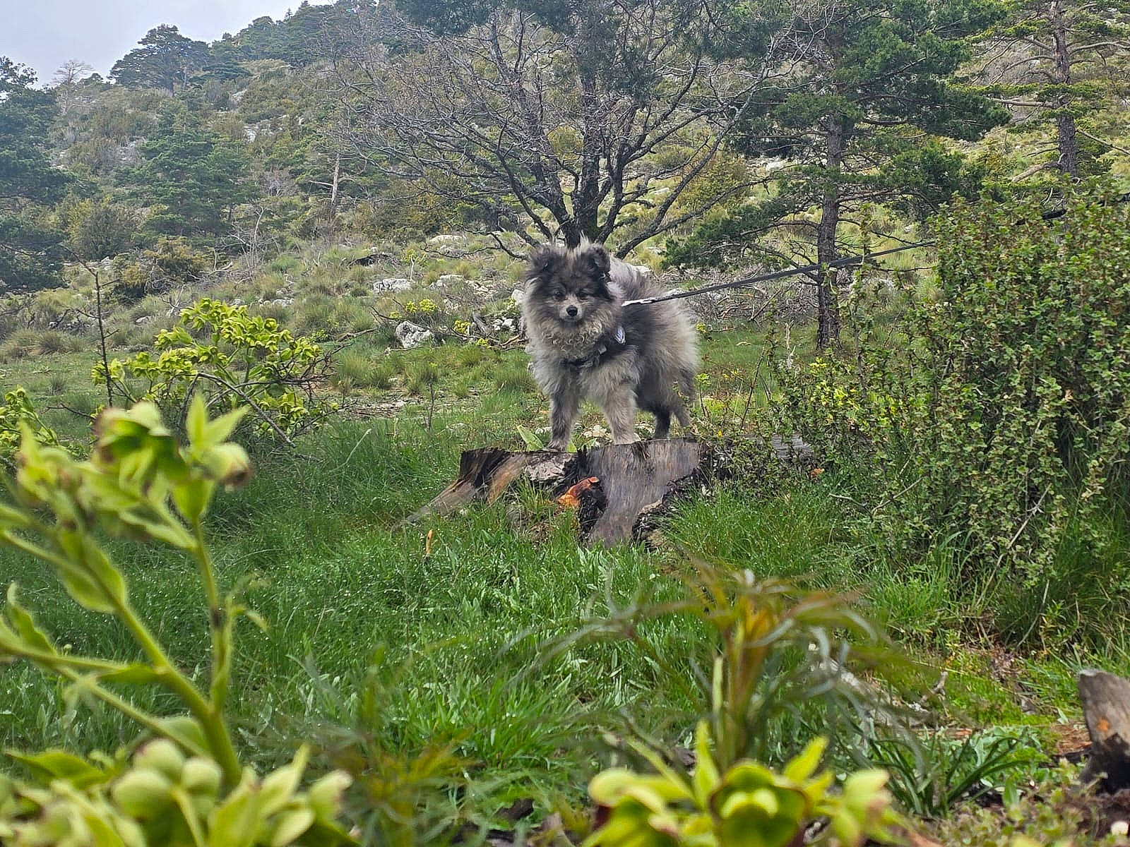 Thor a rejoint le concours — aidez-le/la à gagner de superbes lots ! chaparral, fawn, forest, grass, grassland, groundcover, jungle, landscape, natural_landscape, plant, plant_community, shrub, shrubland, sky, terrestrial_animal, terrestrial_plant, tree, wilderness, wildlife, working_animal