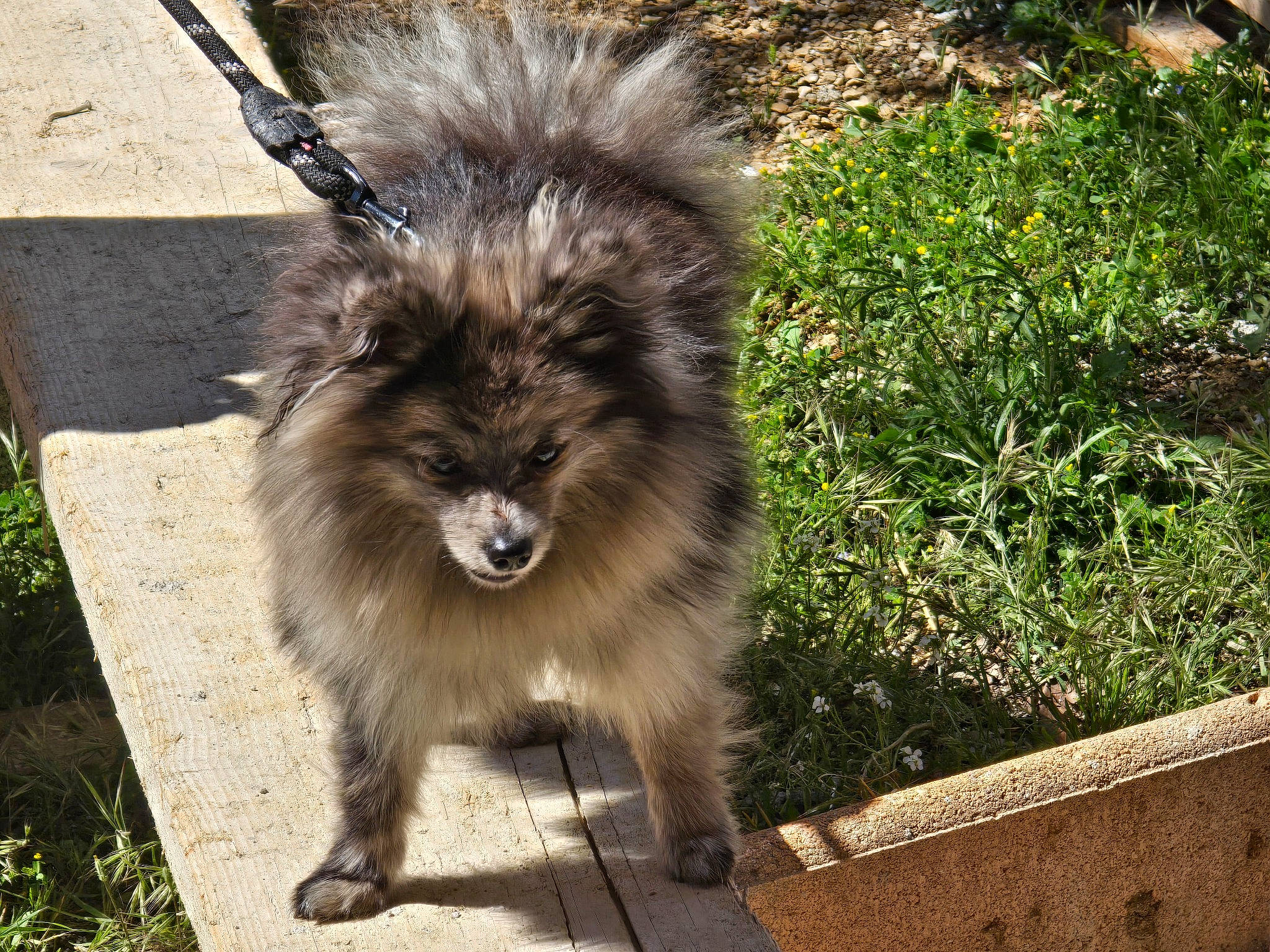 Thor participe au concours pour gagner de l'argent avec cette photo : ancient_dog_breeds, canidae, carnivore, companion_dog, dog, dog_breed, fawn, felidae, fur, german_spitz, grass, plant, snout, sporting_group, tail, terrestrial_animal, toy_dog, whiskers, wildlife, working_animal