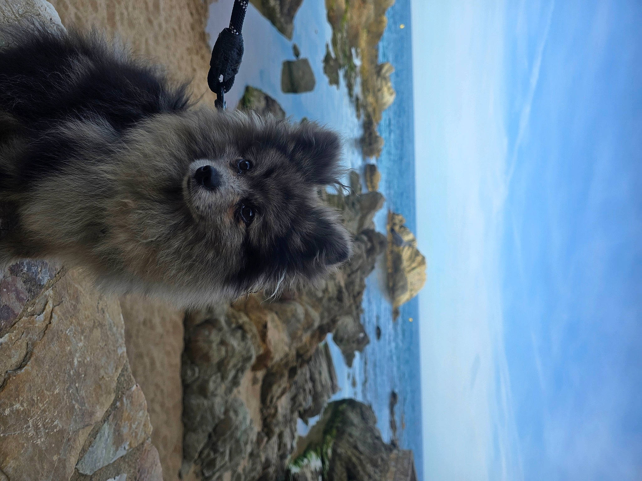 Thor a rejoint le concours — aidez-le/la à gagner de superbes lots ! canidae, carnivore, cloud, fawn, felidae, fur, marsupial, rock, sky, snow_leopard, tail, terrestrial_animal, tree, trunk, water, whiskers, wildlife, window, winter, wood