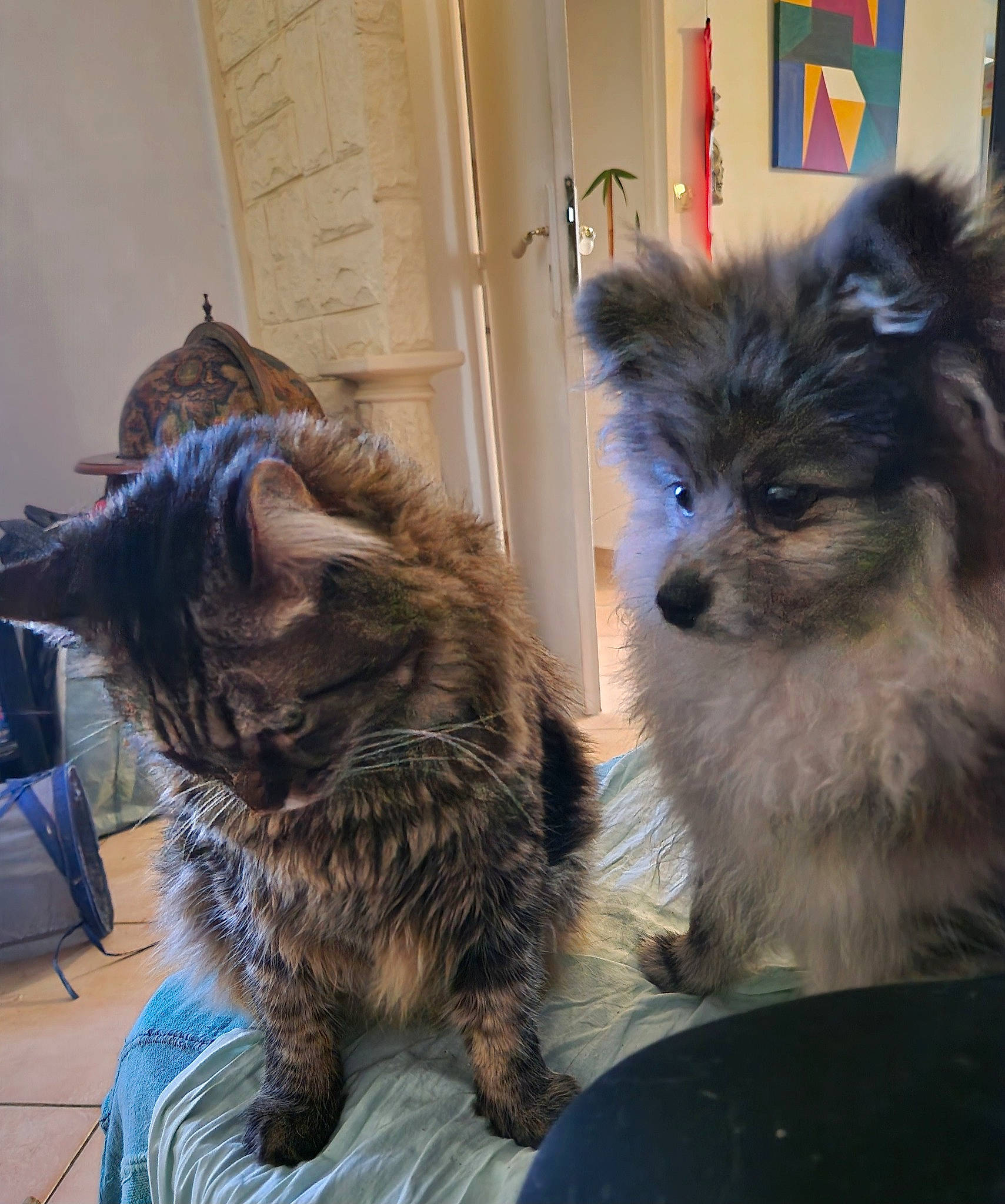 Peluche a rejoint le concours — aidez-le/la à gagner de superbes lots ! canidae, carnivore, cat, chair, companion_dog, dog, dog_breed, domestic_short_haired_cat, door, fawn, felidae, fur, small_terrier, small_to_medium_sized_cats, snout, tail, terrestrial_animal, toy_dog, whiskers, working_animal