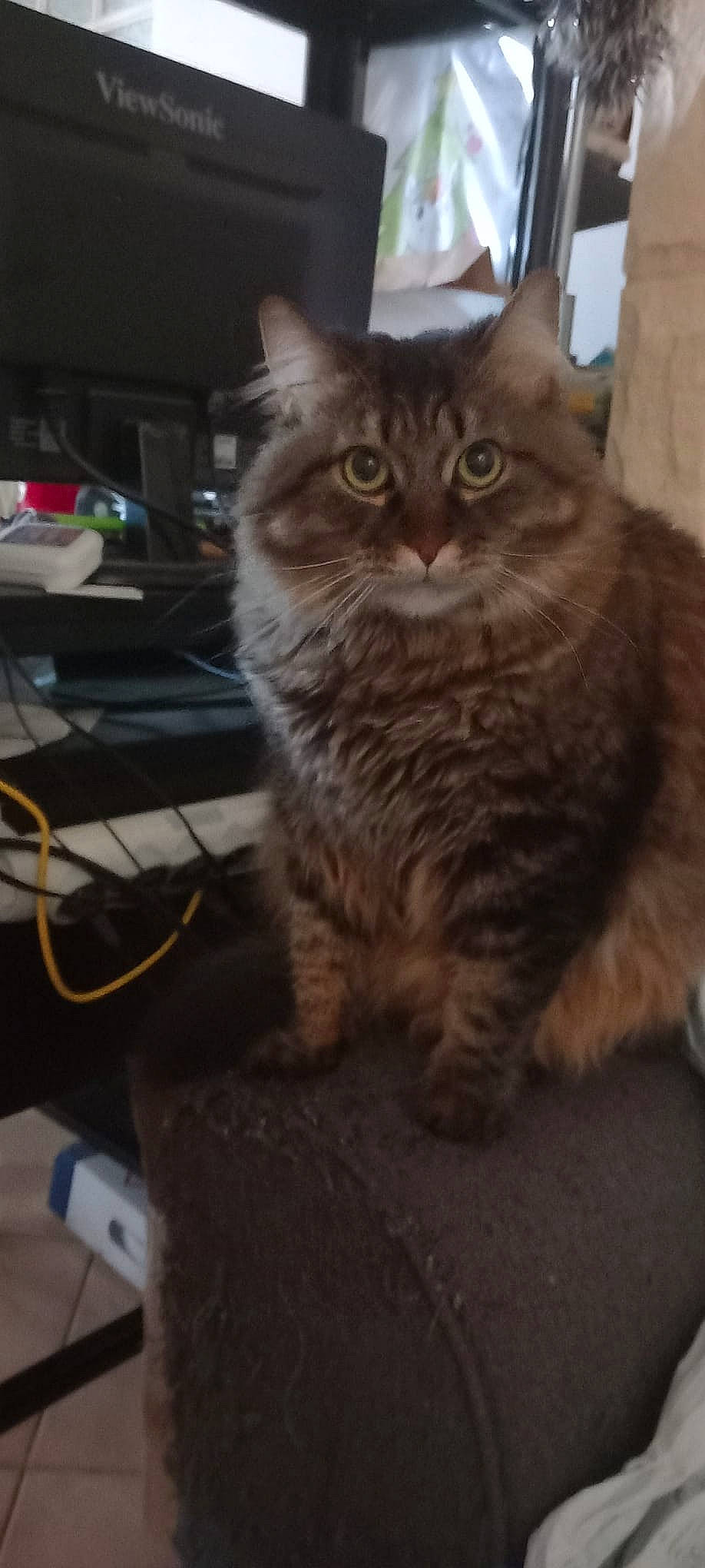 Peluche a rejoint le concours — aidez-le/la à gagner de superbes lots ! box, carnivore, cat, computer_keyboard, domestic_short_haired_cat, felidae, fur, maine_coon, sitting, small_to_medium_sized_cats, snout, tail, terrestrial_animal, whiskers, window, wire