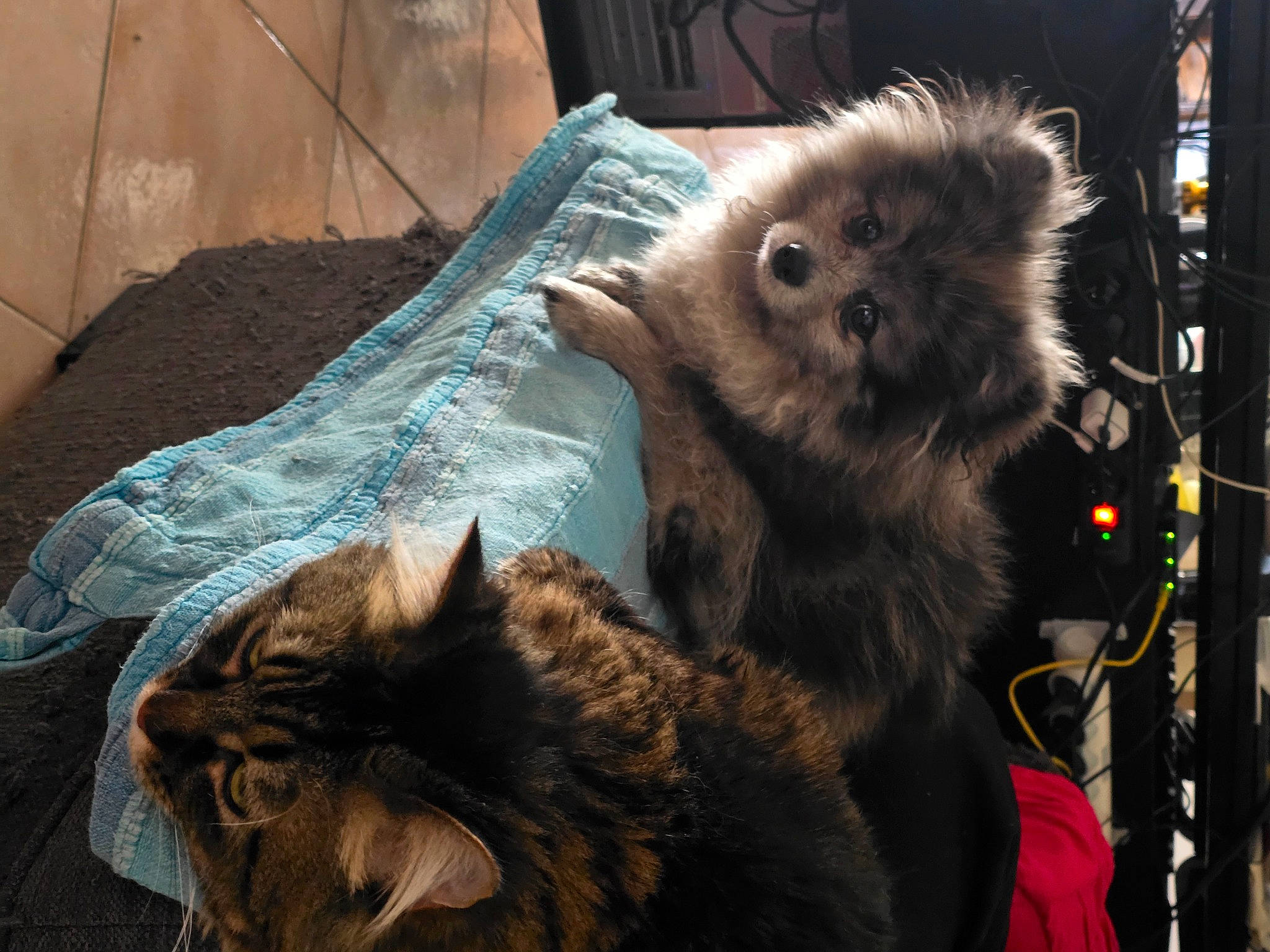 Peluche participe au concours pour gagner de l'argent avec cette photo : baggage, canidae, carnivore, cat, claw, comfort, companion_dog, dog_breed, domestic_short_haired_cat, felidae, fur, procyonidae, small_to_medium_sized_cats, snout, tail, terrestrial_animal, toy_dog, whiskers