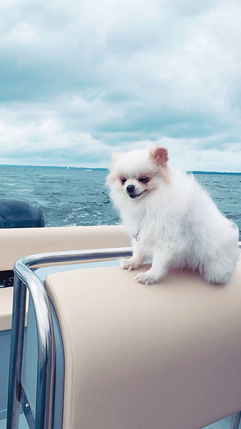 Mona a rejoint le concours — aidez-le/la à gagner de superbes lots ! automotive_exterior, automotive_window_part, canidae, carnivore, cloud, companion_dog, dog, dog_breed, fur, hood, lake, naval_architecture, ocean, sky, small_to_medium_sized_cats, vehicle, water, watercraft, whiskers, windshield