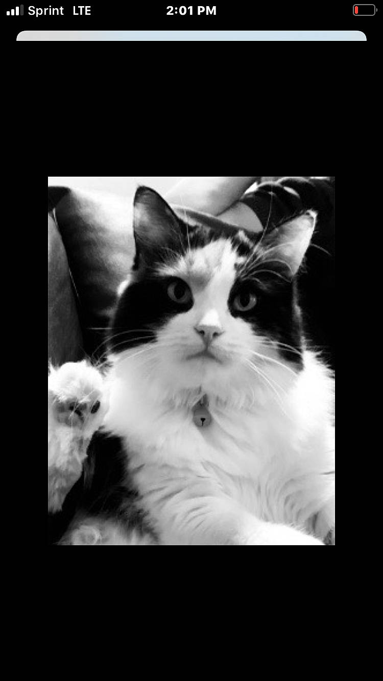 Loli joined the competition — help win amazing prizes! black_and_white, carnivore, cat, darkness, felidae, flash_photography, font, fur, happy, monochrome, monochrome_photography, photo_caption, rectangle, small_to_medium_sized_cats, snout, still_life_photography, stock_photography, style, terrestrial_animal, whiskers