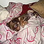 puppy, dog, blanket, cozy, brown, fur, cushion, pillow, indoor, pet, cute, small, sleepy, resting, animal, snug, fabric, red, white, soft