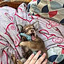 Chopper participe au concours pour gagner de l'argent avec cette photo : puppy, dog, toy, rope_toy, blanket, heart_pattern, hand, petting, cozy, couch, fabric, playing, small_dog, fur, paw, mouth_open, indoor, cute, resting, young_dog