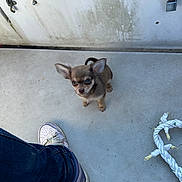 Chopper a rejoint le concours — aidez-le/la à gagner de superbes lots ! puppy, dog, small_dog, footwear, sneaker, rope, floor, curious, looking_up, indoor, person, jeans, textured_surface, metal_latch, wall, brown_dog, pet, cute, animal, companion