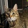 cat, tabby, pet, animal, feline, portrait, close_up, whiskers, green_eyes, indoors, window, blinds, fur, striped_fur, collar, sitting, alert, face, photography, home