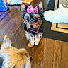 dog, dogs, yorkshire_terrier, small_dog, puppy, fur, fluffy, pink_bow, collar, pet_tag, sitting, indoor, living_room, wood_floor, rug, pet_toy, portrait, close_up, animal_photography, playful