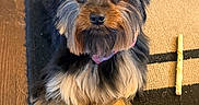Savannah is registered to the contest to win money with this photo: dog, small_dog, fluffy, long_hair, black_and_tan, toy_breed, portrait, sitting, paws, crossed_paws, bow, collar, brown_fur, black_fur, shiny_eyes, indoor, rug, wood_floor, chew_toy, cute