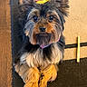 dog, small_dog, fluffy, long_hair, black_and_tan, toy_breed, portrait, sitting, paws, crossed_paws, bow, collar, brown_fur, black_fur, shiny_eyes, indoor, rug, wood_floor, chew_toy, cute