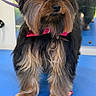 dog, yorkshire_terrier, small_dog, pet, groomed, pink_bow, collar, long_hair, fluffy, standing, portrait, front_view, brown_fur, black_fur, blue_surface, indoor, grooming_table, ears, beard, cute