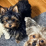 Savannah joined the competition — help win amazing prizes! dogs, puppies, yorkshire_terrier, small_dogs, fluffy, long_hair, black_and_tan, brown_and_tan, pet, animal, indoors, rug, wood_floor, portrait, close_up, looking_at_camera, cute, adorable, companionship, home