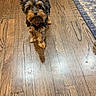 Savannah is registered to the contest to win money with this photo: dog, yorkshire_terrier, small_dog, puppy, pet, animal, standing, indoors, hardwood_floor, wood_floor, rug, collar, tag, fluffy, long_hair, black_and_tan, ears, beard, portrait, home