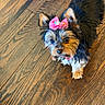 Savannah is registered to the contest to win money with this photo: dog, yorkshire_terrier, small_dog, puppy, long_hair, black_and_tan, pink_bow, ribbon, pet, animal, canine, indoor, hardwood_floor, wood_grain, standing, looking_at_camera, collar, toy, portrait, cute
