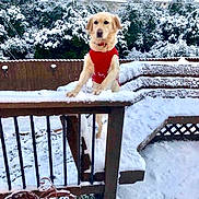 Layla is registered to the contest to win money with this photo: animal, backyard, canine, cold, daylight, dog, fence, festive, golden_retriever, nature, outdoor, pet, playful, red_sweater, season, snow, snow_covered, trees, winter, wooden_railing