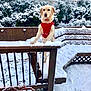 animal, backyard, canine, cold, daylight, dog, fence, festive, golden_retriever, nature, outdoor, pet, playful, red_sweater, season, snow, snow_covered, trees, winter, wooden_railing