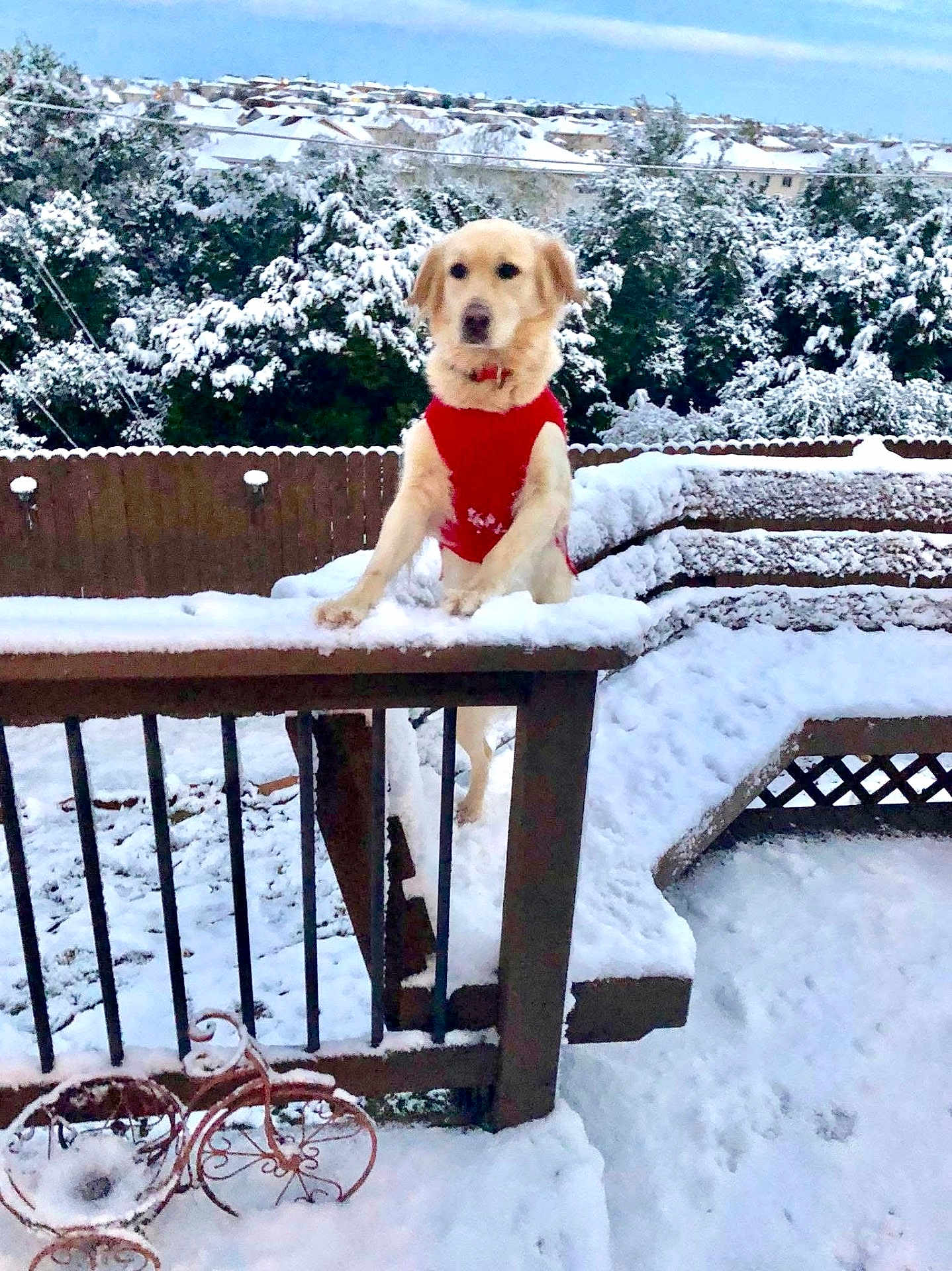 Layla is registered to the contest to win money with this photo: animal, backyard, canine, cold, daylight, dog, fence, festive, golden_retriever, nature, outdoor, pet, playful, red_sweater, season, snow, snow_covered, trees, winter, wooden_railing