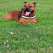 Mango a rejoint le concours — aidez-le/la à gagner de superbes lots ! animal, brown_dog, canine, daytime, dog, ears, field, grass, greenery, happy, harness, lying_down, muzzle, nature, outdoor, paw, pet, playful, summer, tongue_out