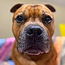 Mango participe au concours pour gagner de l'argent avec cette photo : animal, background_blur, brown_dog, canine, close_up, companion, cute, dog, domestic_animal, ears, expression, face, friendly, fur, indoor, looking, muzzle, nose, pet, portrait