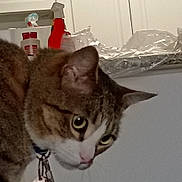 Mello is registered to the contest to win money with this photo: cat, tabby_cat, close_up, indoor, pet, animal, curious, yellow_eyes, collar, kitchen, background, plastic_wrap, bottle, feline, domestic_animal, whiskers, ears, face, fur, looking