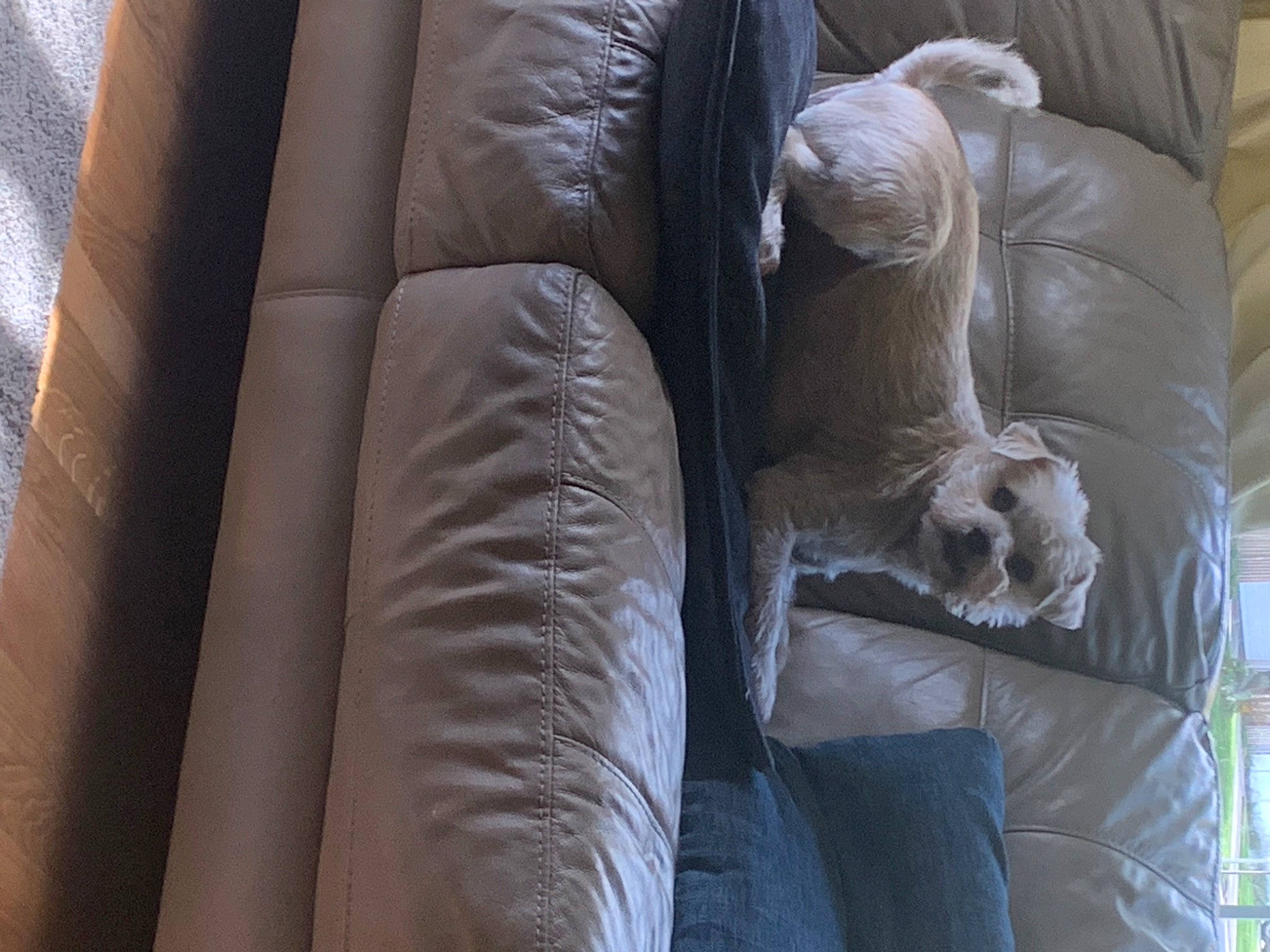 Elliot is registered to the contest to win money with this photo: armrest, canidae, car_seat, carnivore, comfort, companion_dog, couch, dog, dog_breed, felidae, flooring, fur, hardwood, human_leg, living_room, small_to_medium_sized_cats, sporting_group, studio_couch, wood, working_animal