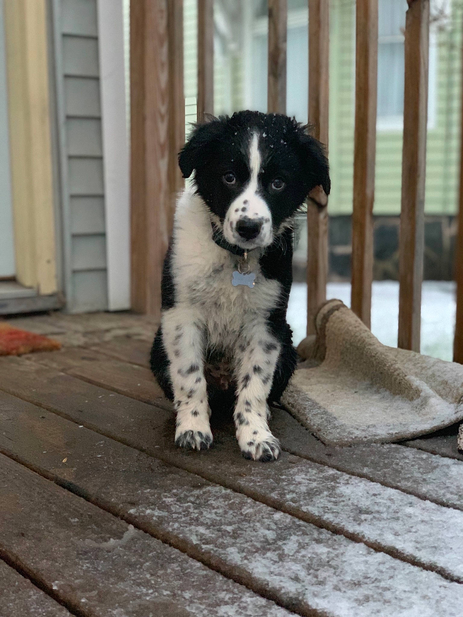 Finnegan joined the competition — help win amazing prizes! borador, border_collie, canidae, carnivore, companion_dog, dog, dog_breed, herding_dog, mammal, puppy, rare_breed_dog, sporting_group, stabyhoun, texas_heeler, vertebrate, working_dog