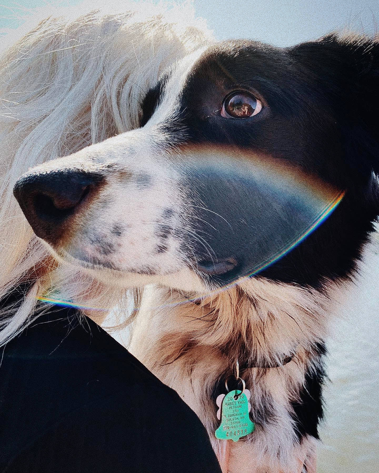 Finnegan is registered to the contest to win money with this photo: bernese_mountain_dog, border_collie, canidae, carnivore, dog, dog_breed, dog_collar, english_setter, fur, nose, photography, rare_breed_dog, snout, sporting_group, stabyhoun, whiskers