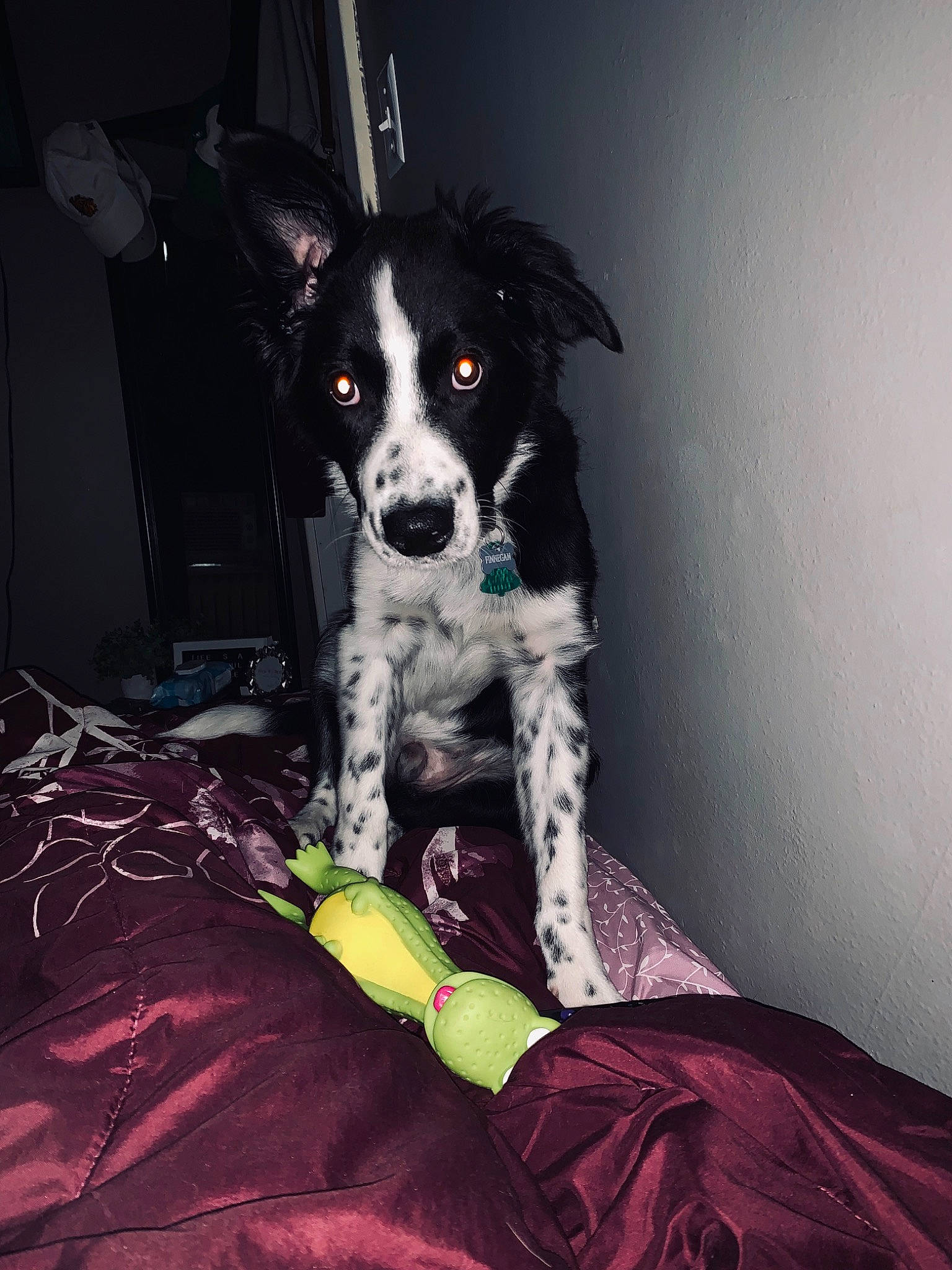 Finnegan is registered to the contest to win money with this photo: border_collie, canidae, carnivore, companion_dog, dog, dog_breed, mammal, snout, sporting_group, stabyhoun