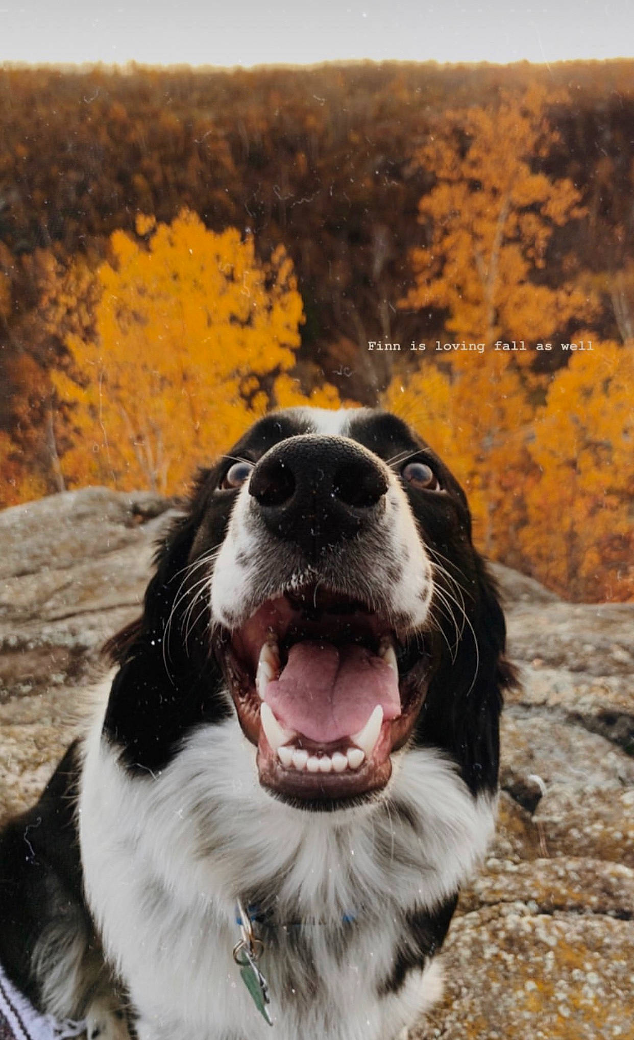 Finnegan is registered to the contest to win money with this photo: canidae, carnivore, dog, dog_breed, drentse_patrijshond, english_springer_spaniel, french_spaniel, mammal, snout, spaniel, sporting_group, vertebrate