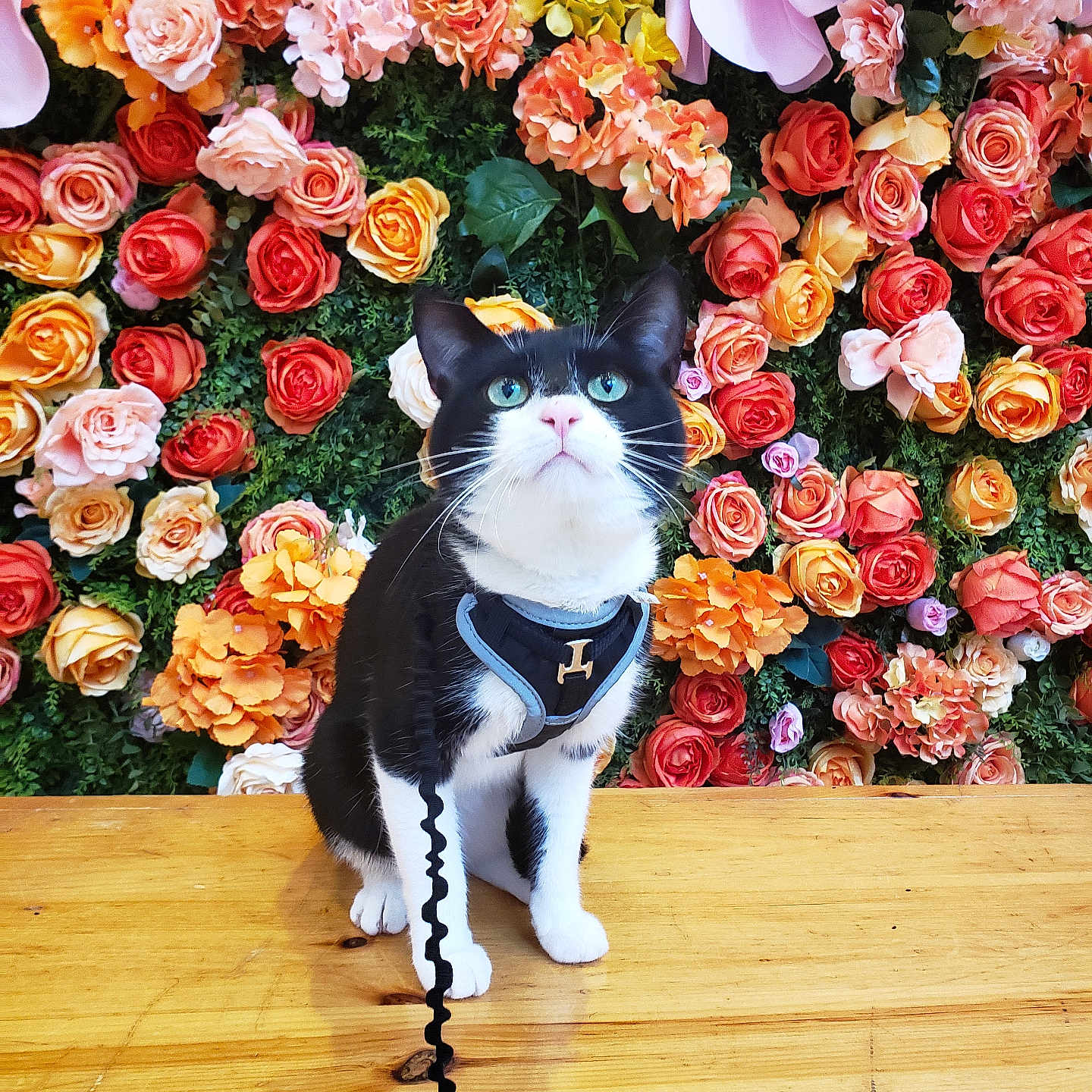Felix is registered to the contest to win money with this photo: animal, black_and_white, cat, closeup, colorful, cute, feline, flower_wall, green_leaves, harness, indoor, leash, orange_flowers, pet, pink_flowers, portrait, roses, sitting, wooden_surface, yellow_flowers