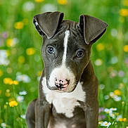 Louie is registered to the contest to win money with this photo: animal, curious, cute, dog, ears, fur, grass, greenery, meadow, nature, nose, outdoor, pet, pink_nose, portrait, puppy, sitting, white_markings, wildflowers, young