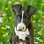 animal, curious, cute, dog, ears, fur, grass, greenery, meadow, nature, nose, outdoor, pet, pink_nose, portrait, puppy, sitting, white_markings, wildflowers, young