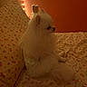 dog, fluffy, white_dog, bed, bedspread, floral_pattern, pillow, string_lights, orange_wall, indoor, pet, cute, small_dog, fur, sitting, side_view, cozy, calm, animal, domestic