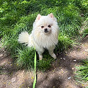 Toby is registered to the contest to win money with this photo: dog, pomeranian, white_dog, pet, leash, grass, outdoor, sunlight, nature, animal, fluffy, small_dog, cute, sitting, greenery, shadow, daylight, fur, canine, park