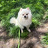 dog, pomeranian, white_dog, pet, leash, grass, outdoor, sunlight, nature, animal, fluffy, small_dog, cute, sitting, greenery, shadow, daylight, fur, canine, park